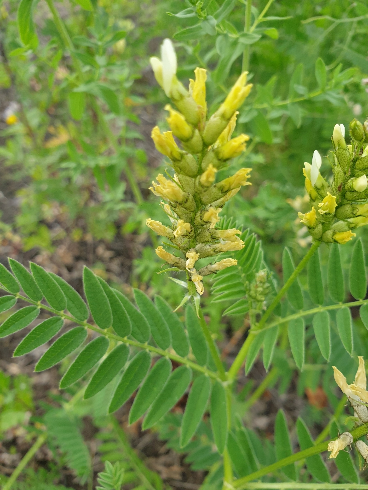 Astragalus cicer