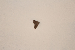 Focillidia texana