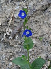 Phacelia viscida viscida