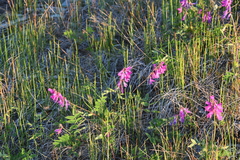 Hedysarum hedysaroides arcticum