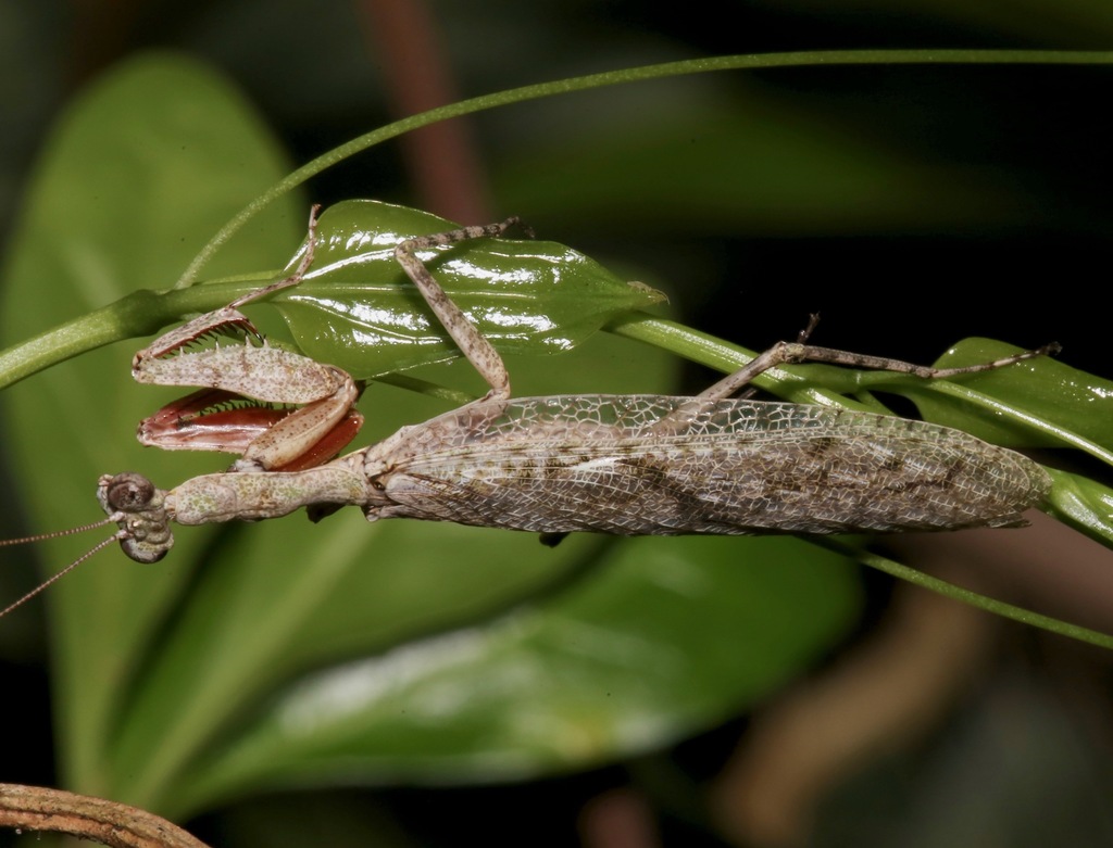 Grizzled Mantis
