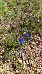 Penstemon heterophyllus
