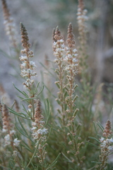 Reseda stenostachya