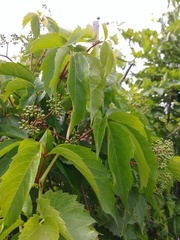 Parthenocissus inserta