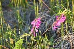 Hedysarum hedysaroides arcticum