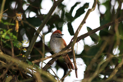 Synallaxis frontalis