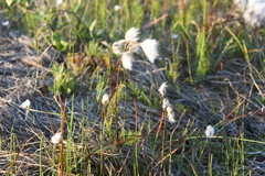 Eriophorum angustifolium