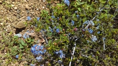 Ceanothus foliosus