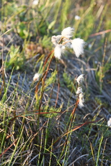 Eriophorum angustifolium