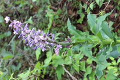 Thyrsanthemum floribundum