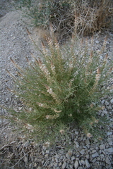 Reseda stenostachya