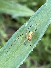 Phylloneta pictipes