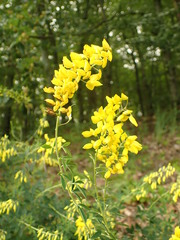 Cytisus nigricans
