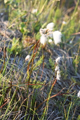 Eriophorum angustifolium