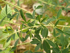Cytisus nigricans