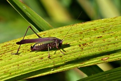 Enthephippion olivaceum