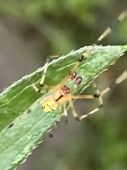Phylloneta pictipes