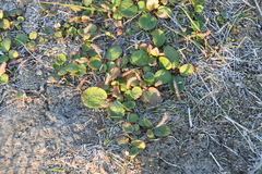 Salix reticulata
