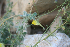 Nanorrhinum scoparium