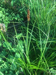 Carex otrubae