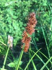Carex otrubae