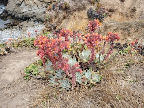 Image of Dudleya palmeri by (c) Trevor Harding, some rights reserved (CC BY)