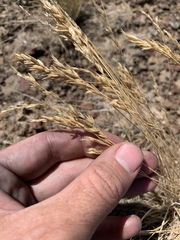 Poa cusickii