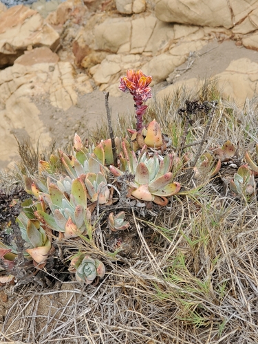 Image of Dudleya palmeri by (c) Trevor Harding, some rights reserved (CC BY)