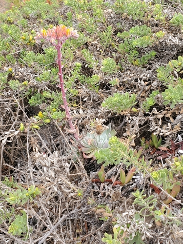 Image of Dudleya palmeri by (c) Trevor Harding, some rights reserved (CC BY)