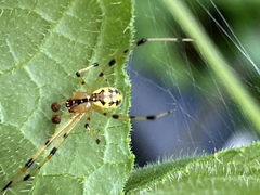 Phylloneta pictipes