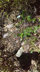 Ceanothus integerrimus