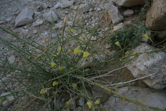 Nanorrhinum scoparium
