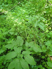 Chaerophyllum aromaticum