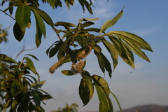 Salix gmelinii