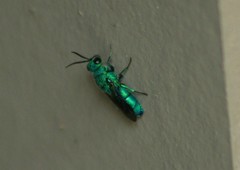 Caenochrysis