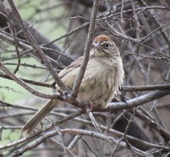 Aimophila ruficeps canescens