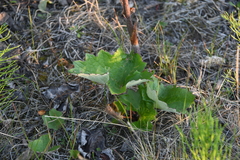 Petasites frigidus