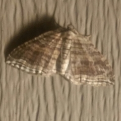 Anticlea multiferata