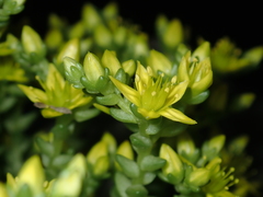 Sedum acre