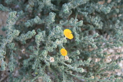 Pulicaria incisa