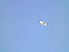 Pseudastur albicollis