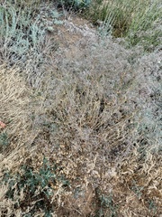 Gypsophila paniculata