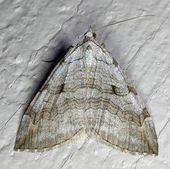 Aplocera