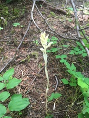 Cephalanthera austiniae