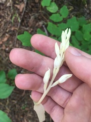 Cephalanthera austiniae