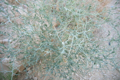 Zilla spinosa