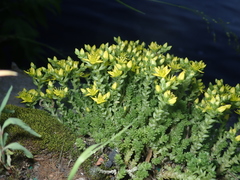 Sedum acre