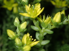 Sedum acre