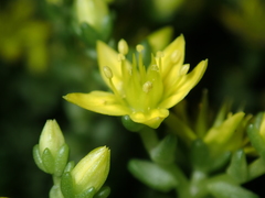 Sedum acre
