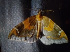 Eulithis pyropata